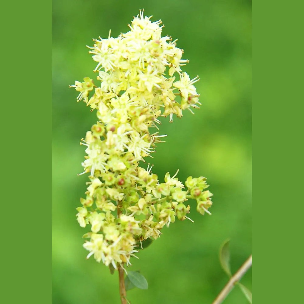 Haarfarbe Kupfer - Sanoverde