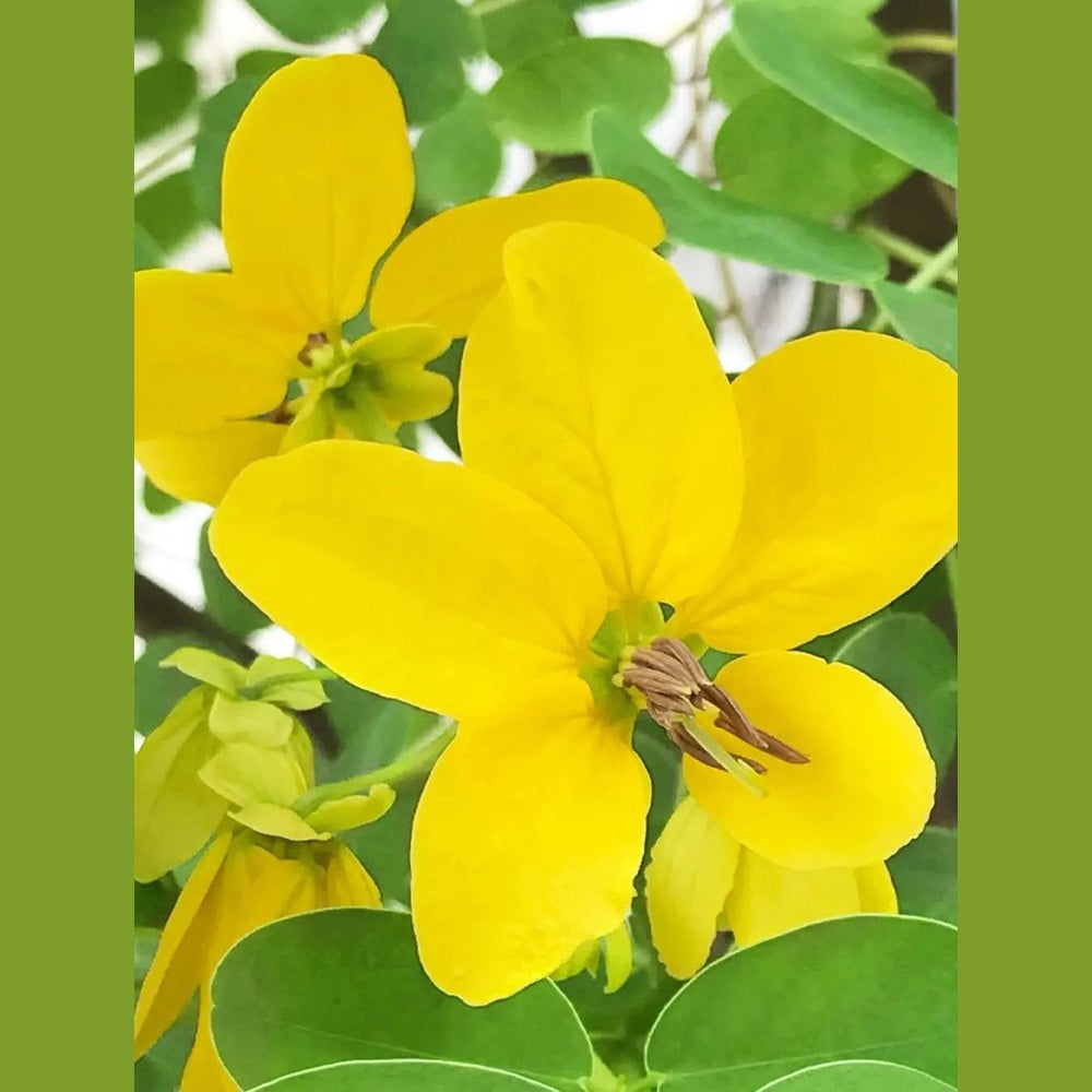 Haarfarbe Mittelblond - Sanoverde