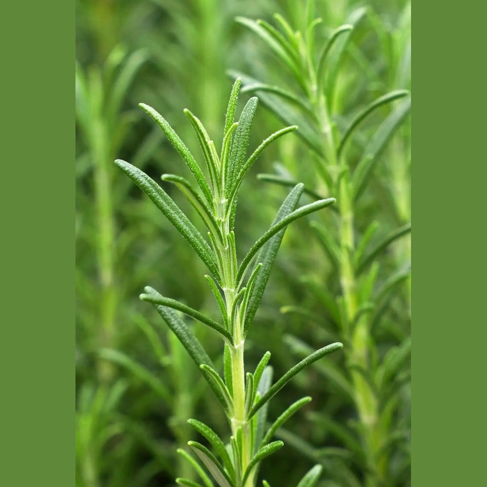 Haaröl Vitality Grow - Sanoverde