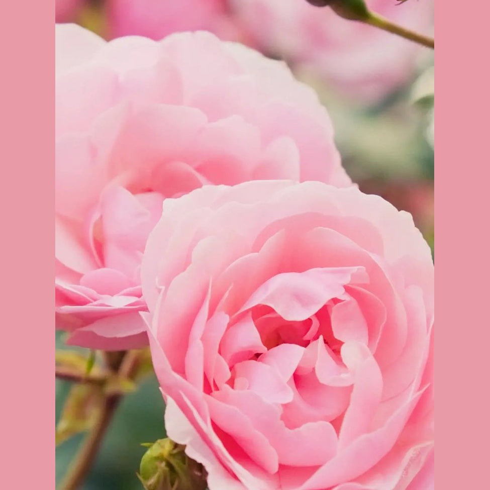Shampoo Rose Repair - Sanoverde